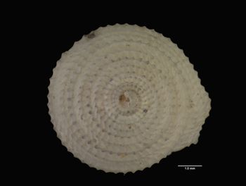 Media type: image; Malacology 7568